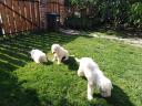 Welpen der Rasse O&#39;Komondor