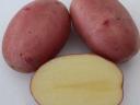 Balaton rose potatoes for sale