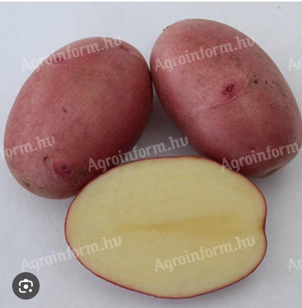 Balatoni Rosa Kartoffeln zu verkaufen