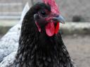 Australorp enodnevni piščanec, piščanec, piščanec