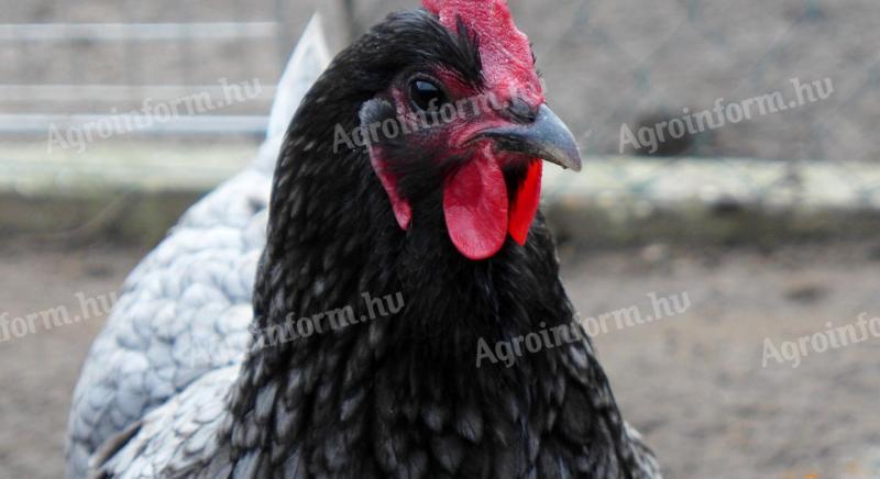 Australorp enodnevni piščanec, piščanec, piščanec