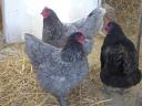 Australorp enodnevni piščanec, piščanec, piščanec