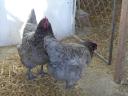 Australorp enodnevni piščanec, piščanec, piščanec