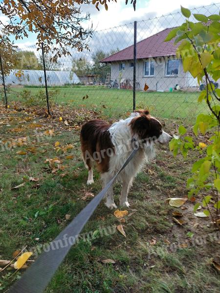 border collie