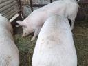 Pre-breeding sows for sale