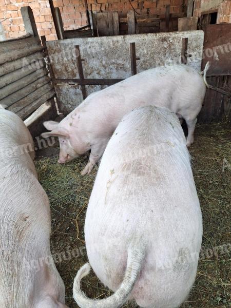 Pre-breeding sows for sale