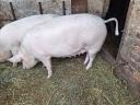 Pre-breeding sows for sale