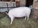 Pre-breeding sows for sale