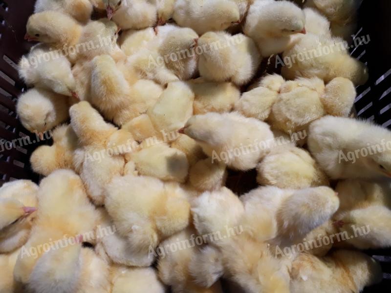 Hybridné plemeno Sunny Chick White Meat dostupné na registráciu v Debrecíne