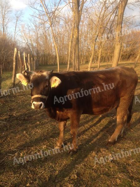 Jałówka ciężarna rasy borzoj karpacki