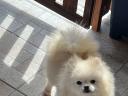 Pedigree Pomeranian dwarf spitz