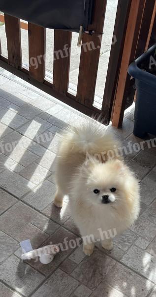 Pedigree Pomeranian dwarf spitz