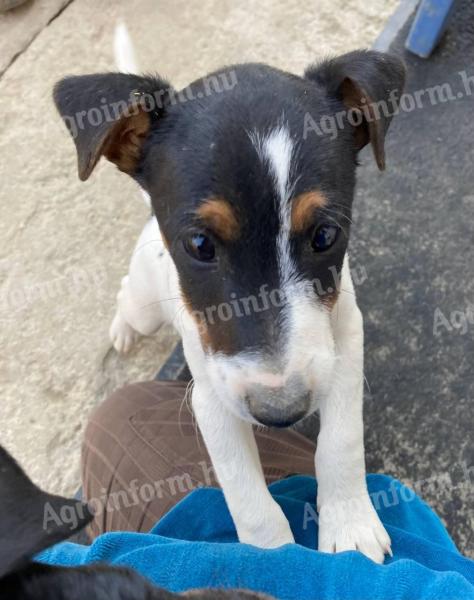 2 cute smooth haired fox terrier puppies