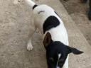 2 cute smooth haired fox terrier puppies