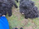 Puli puppies