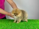 Stammbaum Pomeranian Spitz Welpe