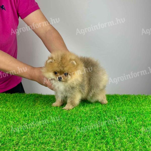 pedigree Pomeranian dwarf spitz puppy