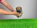 pedigree Pomeranian dwarf spitz puppy