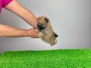 pedigree Pomeranian dwarf spitz puppy