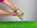 Stammbaum Pomeranian Spitz Welpe