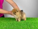 pedigree Pomeranian dwarf spitz cățeluș