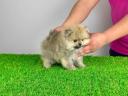 pedigree Pomeranian dwarf spitz cățeluș