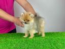 pedigree Pomeranian dwarf spitz puppy