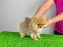 pedigree Pomeranian dwarf spitz puppy