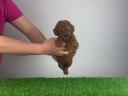 Pedigree dwarf poodle puppy