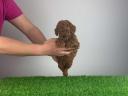 Pedigree dwarf poodle puppy