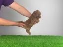 Pedigree dwarf poodle puppy