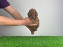 Pedigree dwarf poodle puppy