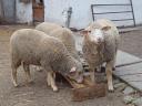 8 month old lambs for sale