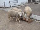 8 month old lambs for sale