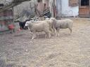 8 month old lambs for sale