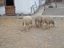 8 month old lambs for sale