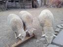 8 month old lambs for sale