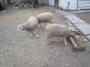 8 month old lambs for sale