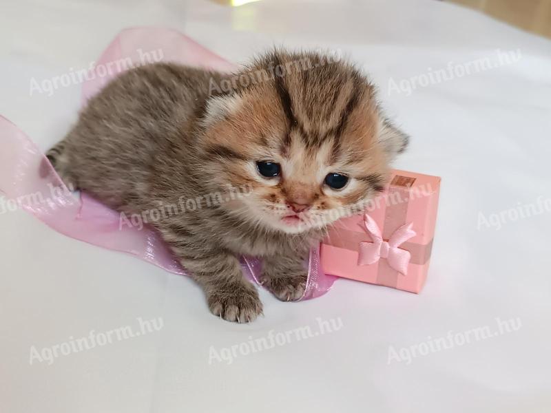 British kitten for sale