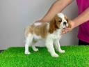 Studbook cavalier king