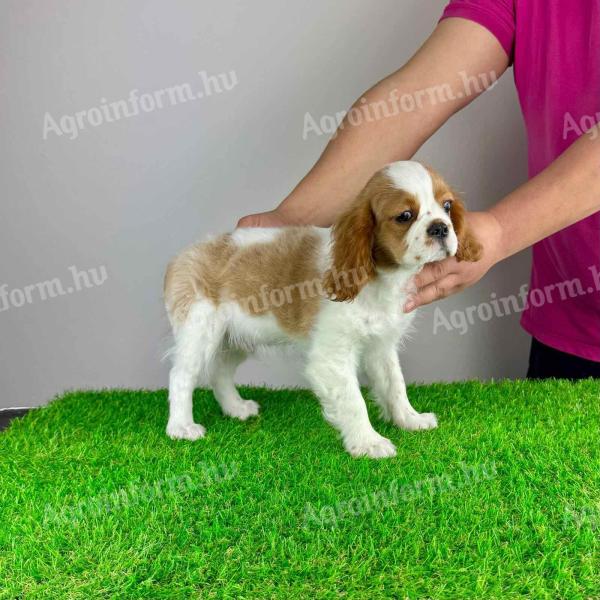 Studbook cavalier king