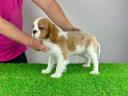 Studbook cavalier king