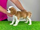 Stammbaum Cavalier King