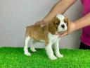 Studbook cavalier king