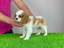 Studbook cavalier king