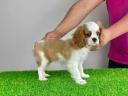 Stammbaum Cavalier King