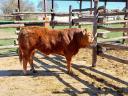 Byk hodowlany rasy limousin