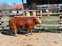 Byk hodowlany rasy limousin