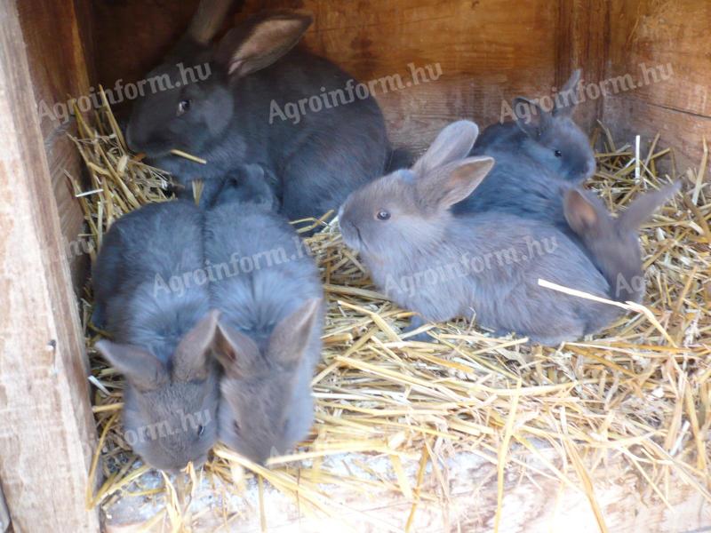 Viennese blue bunnies