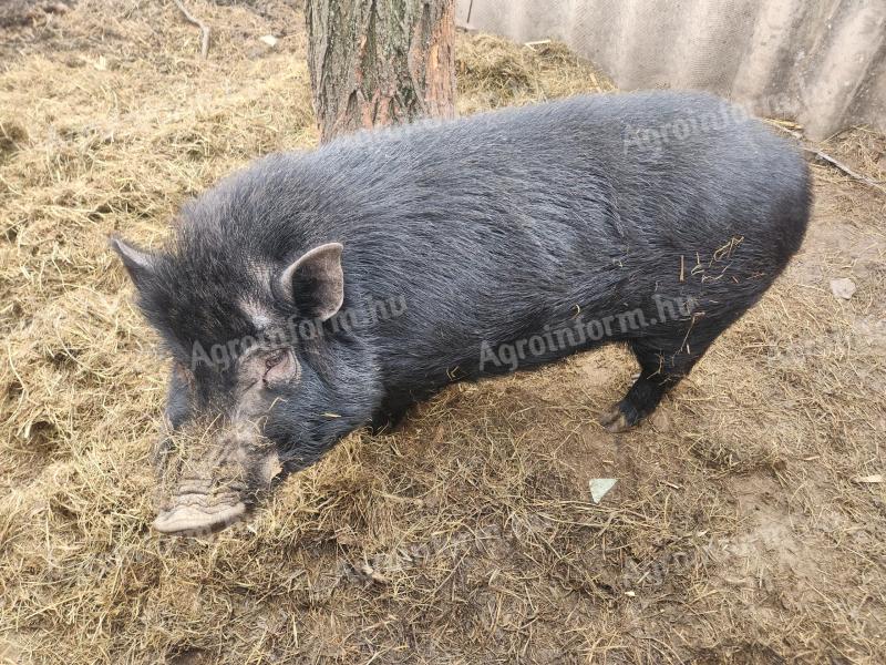 Männchen mit buckligem Bauch